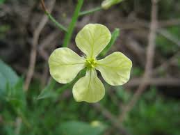 Attēlu rezultāti vaicājumam “Raphanus raphanistrum flower”