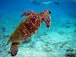 Turtle - Wikipedia, the free encyclopedia