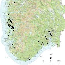 Attēlu rezultāti vaicājumam “Trichocolea tomentella sporophyte”