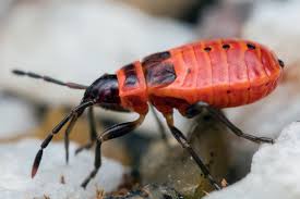 Attēlu rezultāti vaicājumam “Pyrrhocoris apterus”
