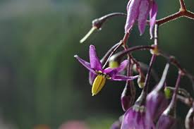 Attēlu rezultāti vaicājumam “Solanum dulcamara flower”