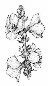 Image result for Verbascum phlomoides