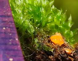 Attēlu rezultāti vaicājumam “Octospora splachnophila spores”