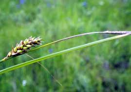 Attēlu rezultāti vaicājumam “Carex lasiocarpa fruit”