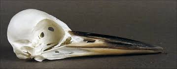 Attēlu rezultāti vaicājumam “Dryocopus martius”