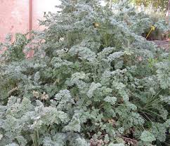 Attēlu rezultāti vaicājumam “Artemisia absinthium flower”