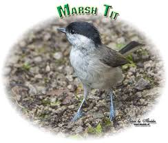 Attēlu rezultāti vaicājumam “Poecile palustris adult”