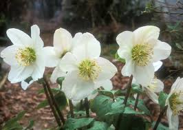 Attēlu rezultāti vaicājumam “Helleborus niger flower”