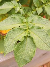 Attēlu rezultāti vaicājumam “Solanum tuberosum leaf”