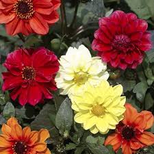 Image result for Dahlia `Red Skin`