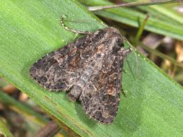 Attēlu rezultāti vaicājumam “Apamea remissa”