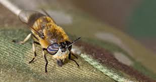 Attēlu rezultāti vaicājumam “Heptatoma pellucens”