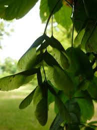 Attēlu rezultāti vaicājumam “Acer negundo fruit”