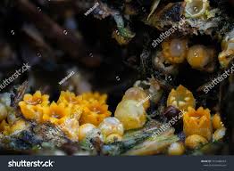 Attēlu rezultāti vaicājumam “Sphaerobolus stellatus”