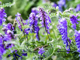 Attēlu rezultāti vaicājumam “Vicia cracca flower”