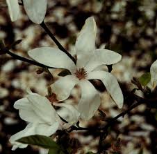 Attēlu rezultāti vaicājumam “Magnolia kobus flower”