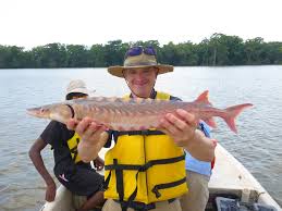 Image result for Huso brevirostrum