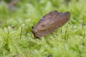 Attēlu rezultāti vaicājumam “Drepanepteryx phalaenoides”