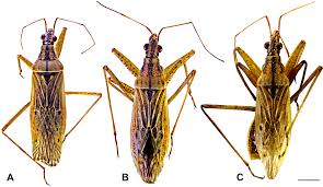 Attēlu rezultāti vaicājumam “Nabidae”