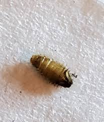 Attēlu rezultāti vaicājumam “Phronia sp. larva”