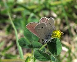 Attēlu rezultāti vaicājumam “Cupido minimus female”