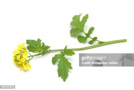 Attēlu rezultāti vaicājumam “Sinapis alba leaf”