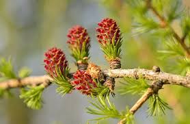 Attēlu rezultāti vaicājumam “Larix kaempferi female flower”