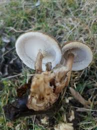 Attēlu rezultāti vaicājumam “Polyporus brumalis”
