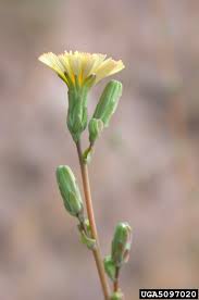 Attēlu rezultāti vaicājumam “Lactuca serriola”