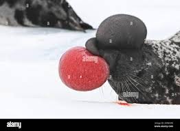 Image result for Cystophora cristata