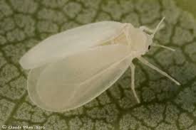 Attēlu rezultāti vaicājumam “Aleurochiton aceris”