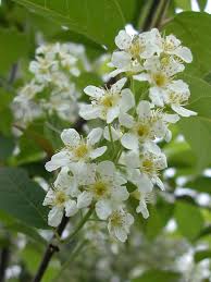 Attēlu rezultāti vaicājumam “Prunus (bird-cherry tree)”