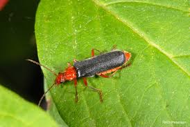 Attēlu rezultāti vaicājumam “Cantharidae”