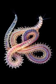 Attēlu rezultāti vaicājumam “Amaurochaete sp.”