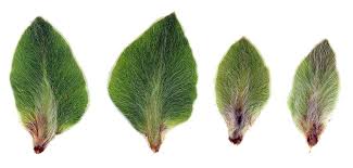 Attēlu rezultāti vaicājumam “Rhabdophaga rosaria”