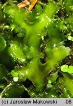 Attēlu rezultāti vaicājumam “Aneura pinguis”