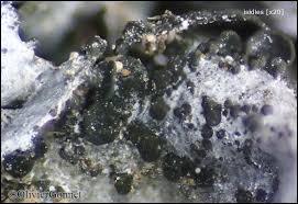 Attēlu rezultāti vaicājumam “Collema flaccidum”