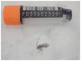 Attēlu rezultāti vaicājumam “Psococerastis gibbosa”