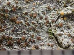 Attēlu rezultāti vaicājumam “Biatora sphaeroides”