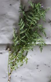 Attēlu rezultāti vaicājumam “Phacelia tanacetifolia leaf”