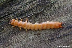 Attēlu rezultāti vaicājumam “Schizotus pectinicornis”