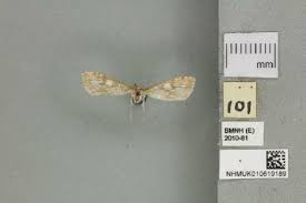 Attēlu rezultāti vaicājumam “Udea olivalis”