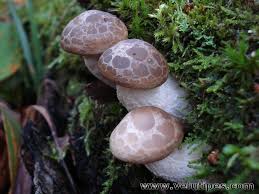 Attēlu rezultāti vaicājumam “Hypsizygus ulmarius”