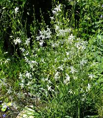 Attēlu rezultāti vaicājumam “Anthericum ramosum”