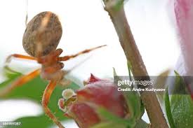 Attēlu rezultāti vaicājumam “Araneus diadematus eggs”
