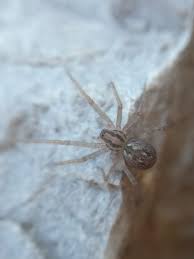 Attēlu rezultāti vaicājumam “Tegenaria sp.”