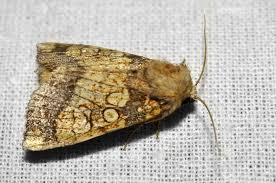 Attēlu rezultāti vaicājumam “Gortyna flavago”