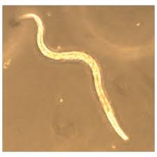 Attēlu rezultāti vaicājumam “Comatricha elegans var. microspora”