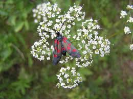 Attēlu rezultāti vaicājumam “Zygaena viciae”