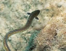 Image result for Anguilla anguilla